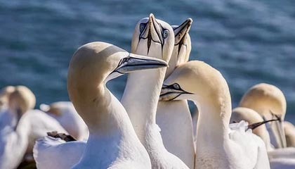 夸张！7轮13球！瓦科补时破门完成双响，泰山再度扳平2-2申花