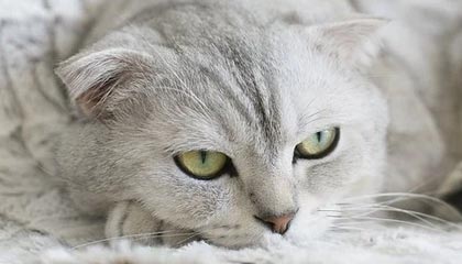 开云-爱游戏，KaiyunSports-开云体育：打破界限的体育与游戏生态